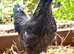 Ayam cemani hybrids rare