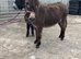 Two stunning Jenny donkeys