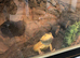 Bearded dragon and vivariun
