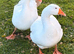 Embden Breeding Pair of Geese for Sale