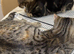3 BEAUTIFUL TIGER KITTENS LOOKING FOR LOVING HOMES!