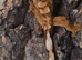 Pet Only Cresties