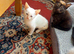 Kittens for sale waiting for there forever homes