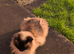 12 yo neutered male Ragdoll seeks a nice warm lap