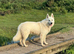 *Proven* White German Shepherd Dog Male at Stud