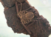Tailless whip scorpion