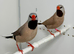 Beautiful pair of Shaft tail grass finches