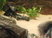 Green terror cichlid male