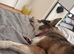 Husky