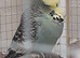 Adult budgies show type blue