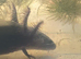 AXOLOTLS  FOR SALE