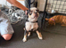 10 month old  female French bull dog