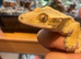 Male lilley white crested gecko