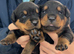 Rottwiller pups
