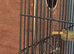 Pine green conures