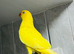 Baby yellow Ringneck