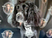 Cocker spaniels