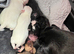 Pug puppies