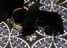 Black kittes