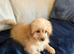 Cockapoo puppy male