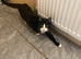 nearly 6 months old female kitten