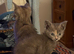 2 x Female kittens *Ready Now*
