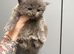 Persian x Ragdoll mix
