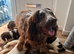 Show Type Cocker Spaniel Puppies