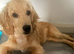 Cocker spaniel