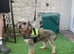 Poodle X boy 5 years old