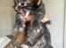4 beautiful kittens (and Mamma)