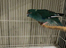 Kakariki&rsquo;s parents available