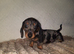 Mini Dachshund Puppy