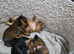 Yorkshire terrier dogs