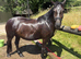 Registered New Forest Mare - Companion / Broadmare
