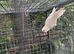 White Quaker parrot female