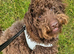 Gorgeous coco brown miniature poodle puppy 8 months old