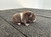 Teddy sow