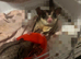 Sugar glider