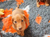 Exceptional tiny miniature dachshunds puppies