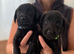 Fox red/black chunky puppies