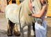 Very Quiet 14.2 Cob mare