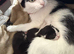 Black and white kitten