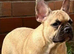 French bull dog male