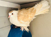 2 Fancy Pigeons