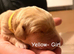 Labrador puppies
