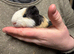 Baby Guinea pigs for sale