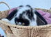 Giant pure bred French lop rabbits will be huge bunnies