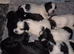 Beautiful KC Registered Lhasa Apso Puppies