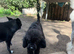 Male Toy Poodle